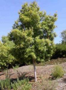 Tristaniopsis laurina 'Elegant' - standard